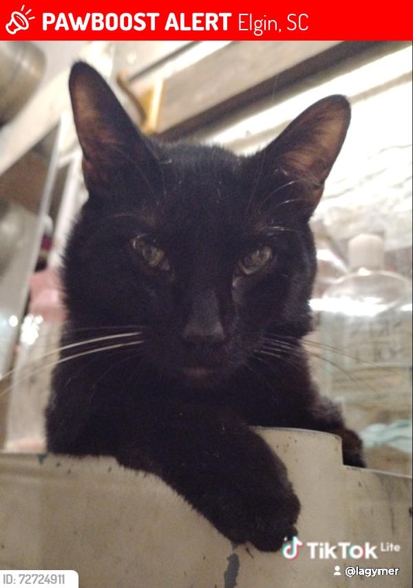 Lost Male Cat last seen Potter park elgin, Elgin, SC 29045