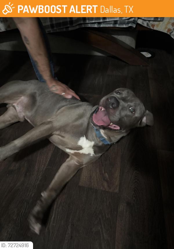 Found/Stray Male Dog last seen Easton and garland rd, Dallas, TX 75218