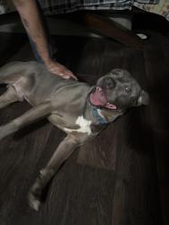 Found/Stray Male Dog last seen Easton and garland rd, Dallas, TX 75218