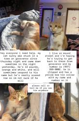 Lost Male Cat last seen Was in a tree on grosvenor at midnight on monday, was gone and hasn’t been seen since , Athens, OH 45701