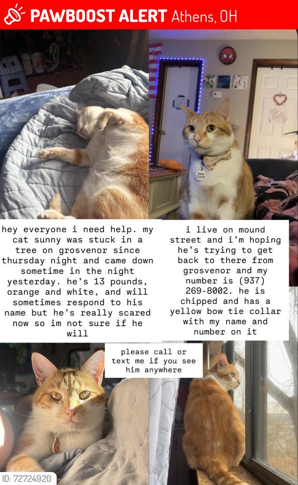 Lost Male Cat last seen Was in a tree on grosvenor at midnight on monday, was gone and hasn’t been seen since , Athens, OH 45701