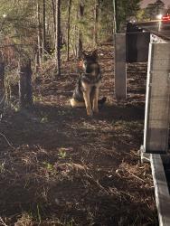 Found/Stray Unknown Dog last seen Near Richmond Raceway/ intersection of laburnum and Carolina Ave, Richmond, VA 23222