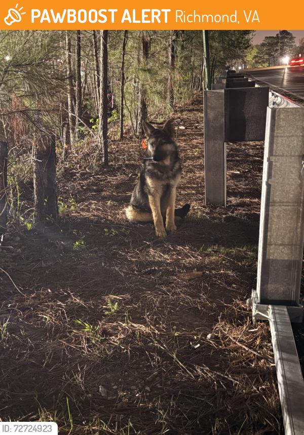 Found/Stray Unknown Dog last seen Near Richmond Raceway/ intersection of laburnum and Carolina Ave, Richmond, VA 23222