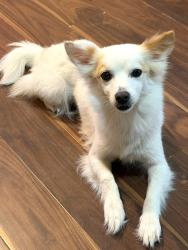 Lost Female Dog last seen Bandini and Palm near Ryan Bonaminio Park, Riverside, CA 92506