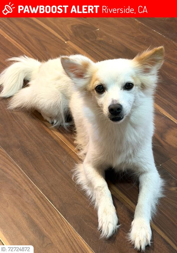 Lost Female Dog last seen Bandini and Palm near Ryan Bonaminio Park, Riverside, CA 92506