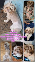Lost Female Dog last seen Lawrence and avondale, Amarillo, TX 79106
