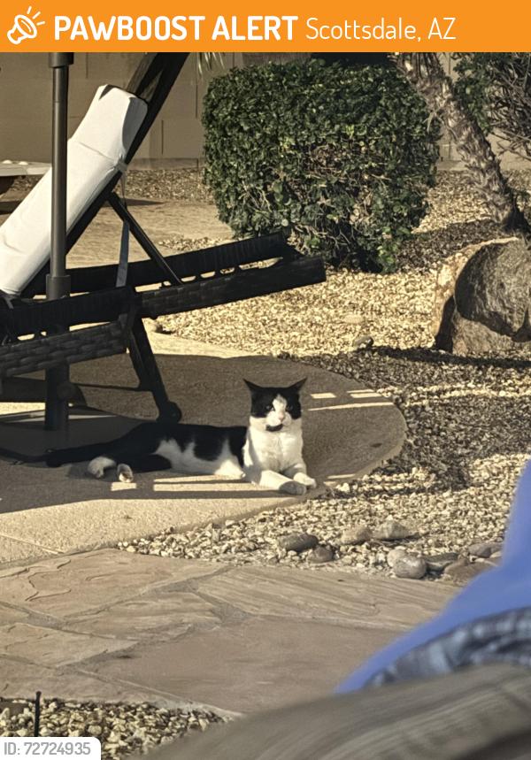 Found/Stray Unknown Cat last seen 52nd st and St John, Scottsdale, AZ 85254