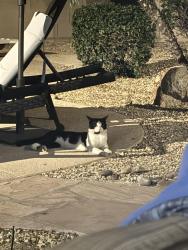 Found/Stray Unknown Cat last seen 52nd st and St John, Scottsdale, AZ 85254