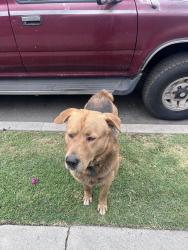 Found/Stray Male Dog last seen Maple Ave & 27th Street., Los Angeles, CA, Los Angeles, CA 90015