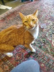 Found/Stray Male Cat last seen Hearthstone and Linden Ave , Dayton, OH 45410