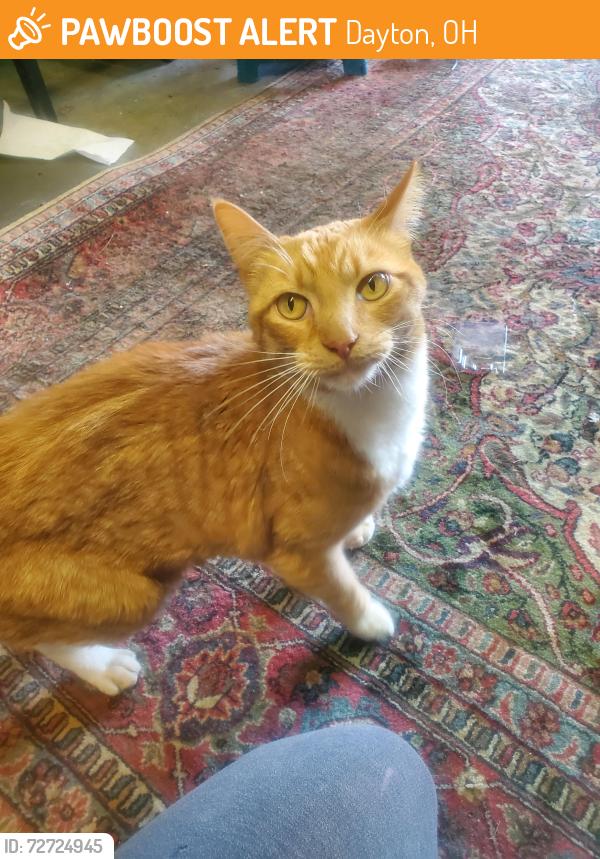 Found/Stray Male Cat last seen Hearthstone and Linden Ave , Dayton, OH 45410