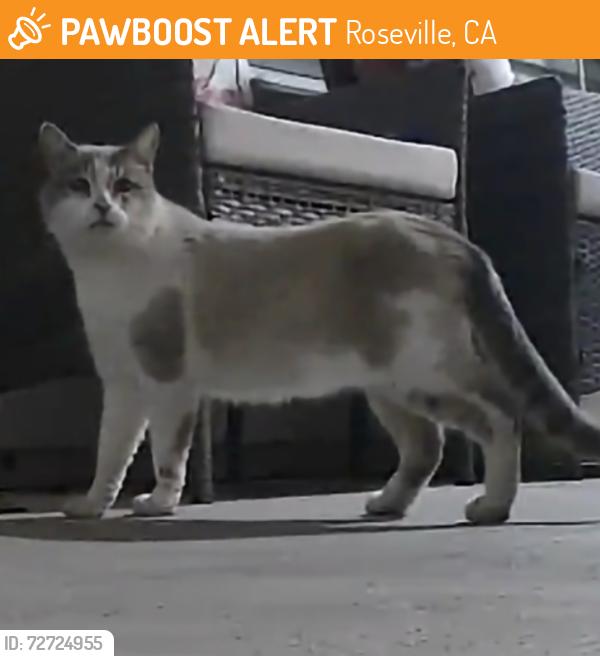 Found/Stray Unknown Cat last seen Stansfield drive Roseville CA , Roseville, CA 95747