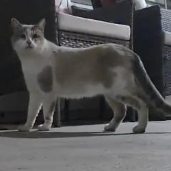 Found/Stray Unknown Cat last seen Stansfield drive Roseville CA , Roseville, CA 95747
