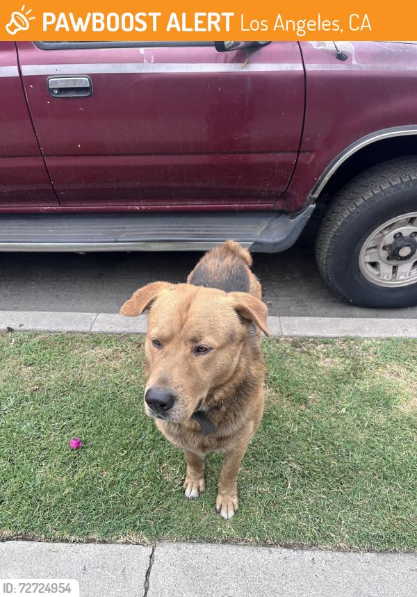 Found/Stray Male Dog last seen Maple Ave & 27th Street., Los Angeles, CA, Los Angeles, CA 90015