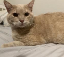Found/Stray Male Cat last seen Clyde st Bakersfield ca , Bakersfield, CA 93307