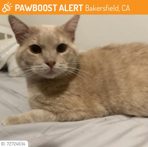 Found/Stray Male Cat last seen Clyde st Bakersfield ca , Bakersfield, CA 93307