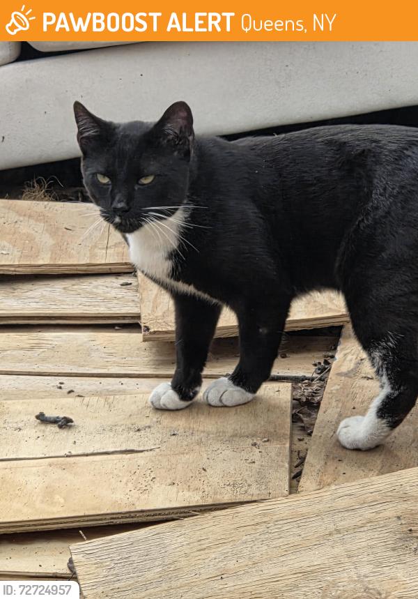 Found/Stray Male Cat last seen 130th Street, Queens, NY 11420
