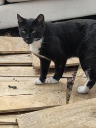 Found/Stray Male Cat last seen 130th Street, Queens, NY 11420