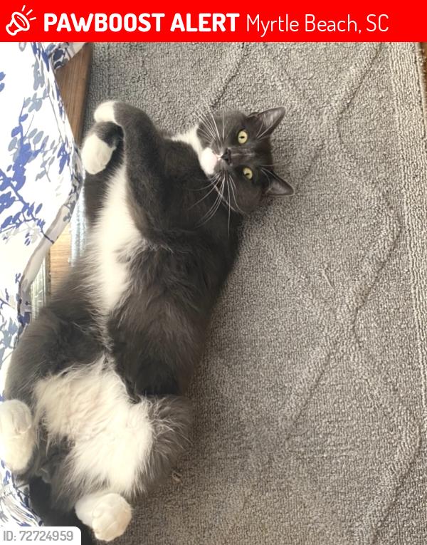 Lost Male Cat last seen The Farms Carolina forest community , Myrtle Beach, SC 29579