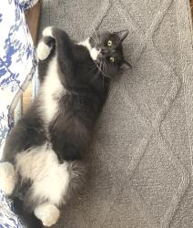 Lost Male Cat last seen The Farms Carolina forest community , Myrtle Beach, SC 29579