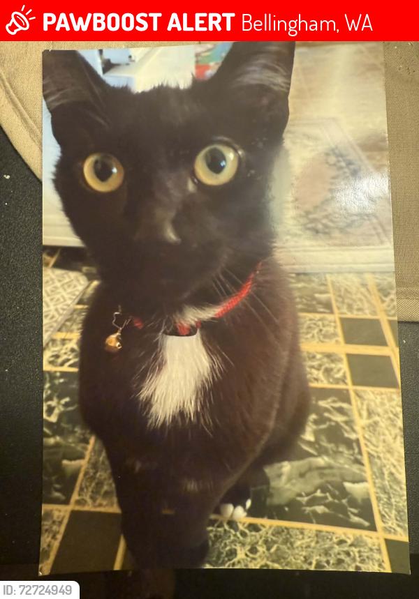Lost Male Cat last seen victor and west connecticut, Bellingham, WA 98225
