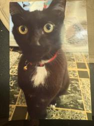Lost Male Cat last seen victor and west connecticut, Bellingham, WA 98225