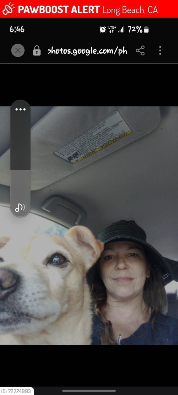 Lost Male Dog last seen Anaheim and Atlantic or myrtle and 10th, Long Beach, CA 90813