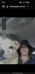 Lost Male Dog last seen Anaheim and Atlantic or myrtle and 10th, Long Beach, CA 90813