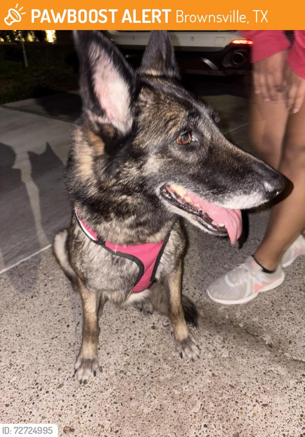 Found/Stray Female Dog last seen Rey jorge street, Brownsville, TX 78521