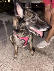 Found/Stray Female Dog last seen Rey jorge street, Brownsville, TX 78521