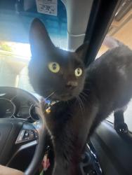 Lost Male Cat last seen BFT Cranbourne, Vinnies, Cranbourne, VIC 3977