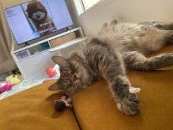 Lost Female Cat last seen Near balloch street , Wishart, QLD 4122