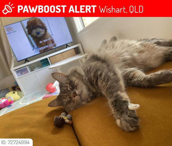 Lost Female Cat last seen Near balloch street , Wishart, QLD 4122
