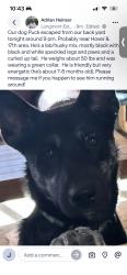 Lost Male Dog last seen Hover & 17th Ave, Longmont, CO 80503