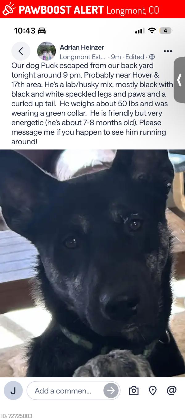 Lost Male Dog last seen Hover & 17th Ave, Longmont, CO 80503