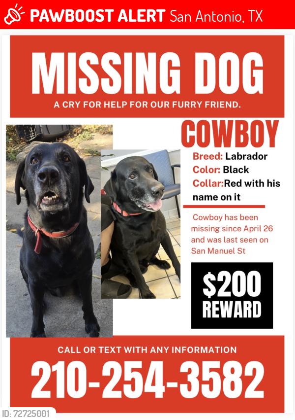 Lost Male Dog last seen West Shopping center by the Walgreens, San Antonio, TX 78226