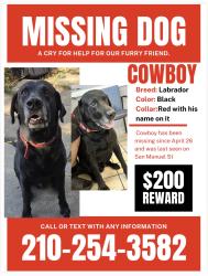 Lost Male Dog last seen West Shopping center by the Walgreens, San Antonio, TX 78226