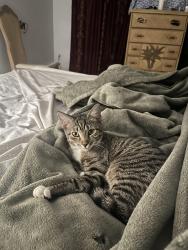 Lost Female Cat last seen 192nd st, Hialeah, FL 33015