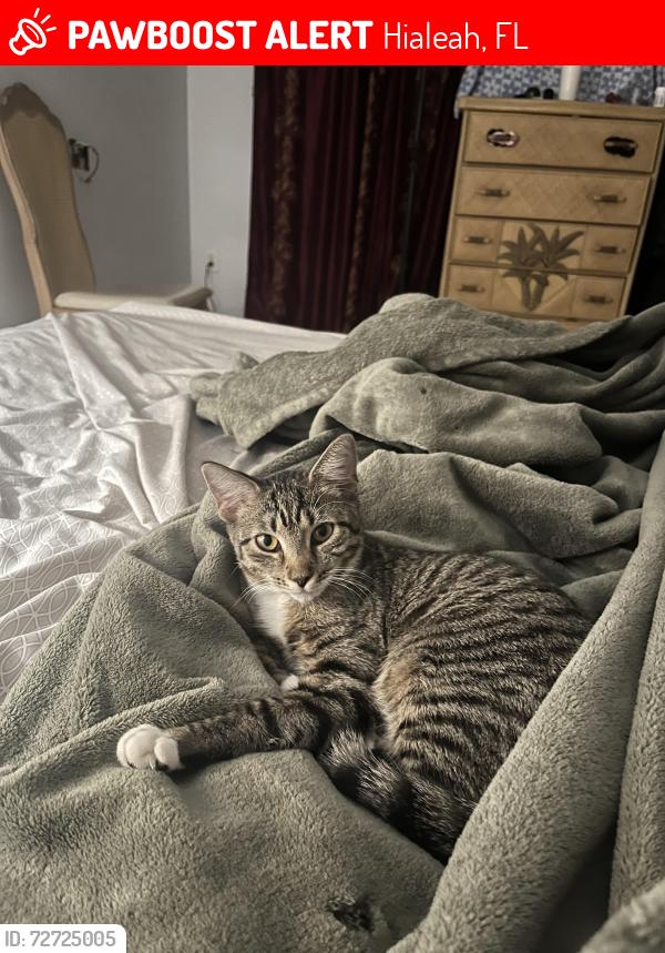 Lost Female Cat last seen 192nd st, Hialeah, FL 33015