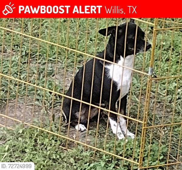 Lost Female Dog last seen Pipe line, Willis, TX 77378