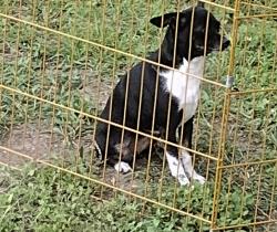 Lost Female Dog last seen Pipe line, Willis, TX 77378