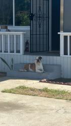 Lost Female Dog last seen Normandie, Los Angeles, CA 90047