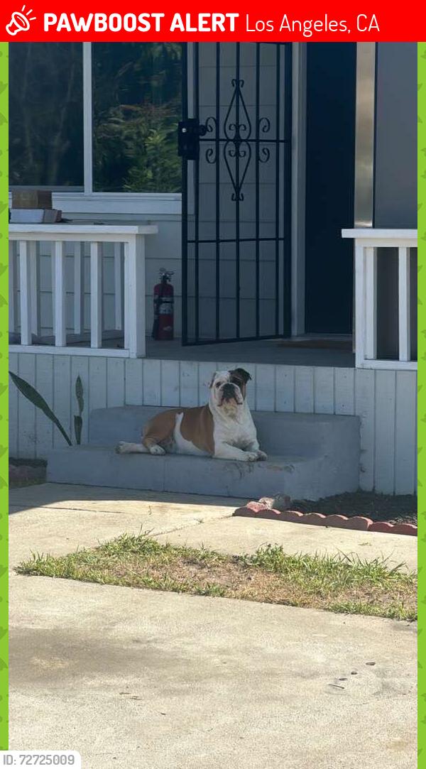 Lost Female Dog last seen Normandie, Los Angeles, CA 90047