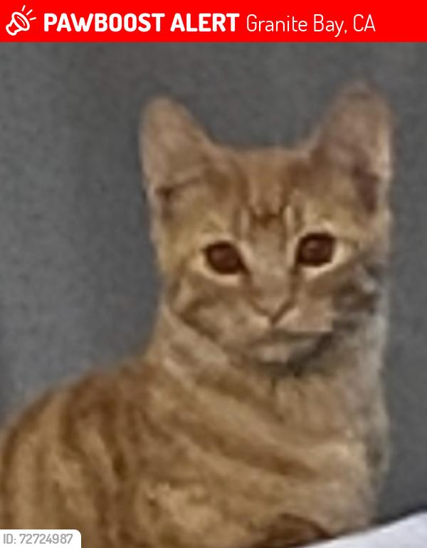 Lost Female Cat last seen Barton Rd, Granite Bay, CA 95746