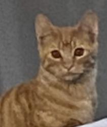 Lost Female Cat last seen Barton Rd, Granite Bay, CA 95746