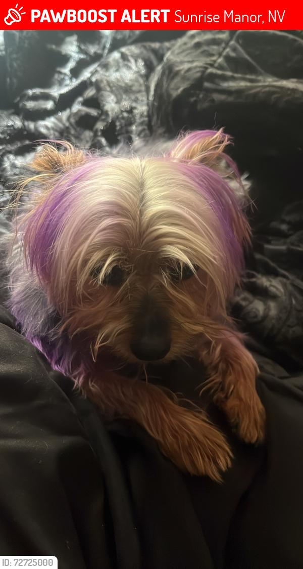 Lost Male Dog last seen linn, owens, E monroe Ave, Sunrise Manor, NV 89110