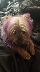 Lost Male Dog last seen linn, owens, E monroe Ave, Sunrise Manor, NV 89110