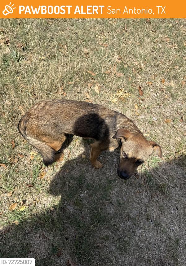 Found/Stray Female Dog last seen McCullough, San Antonio, TX 78216
