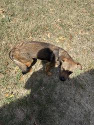 Found/Stray Female Dog last seen McCullough, San Antonio, TX 78216