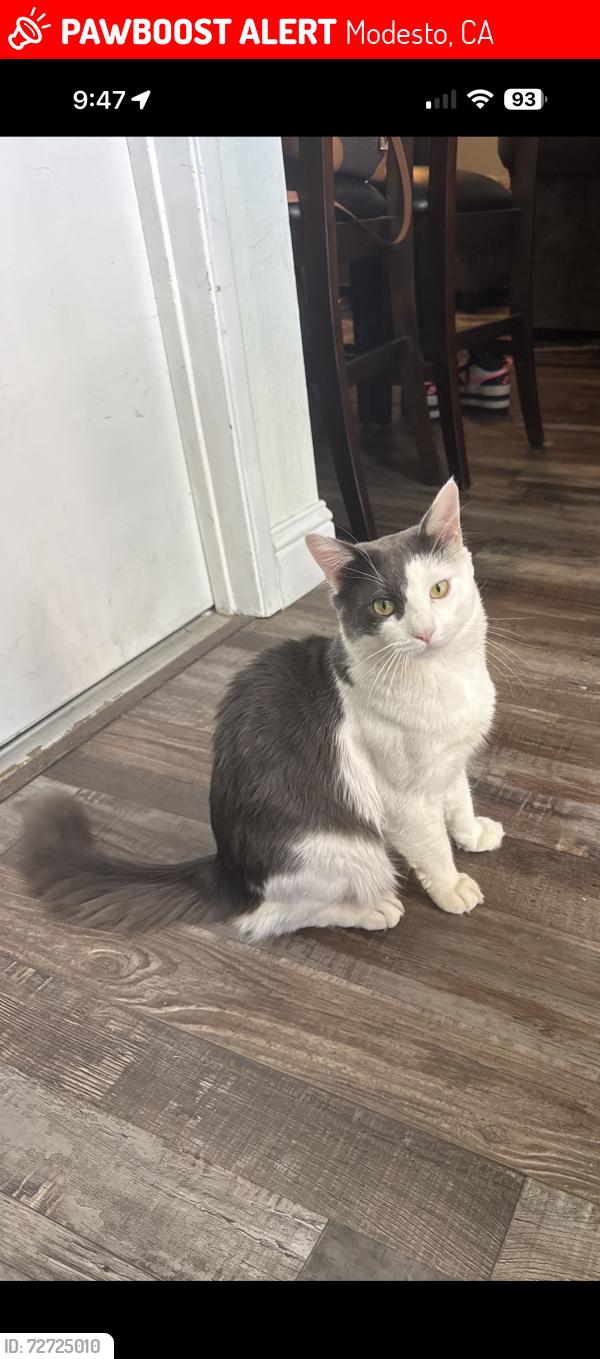 Lost Male Cat last seen Capistrano Elementary School , Modesto, CA 95354